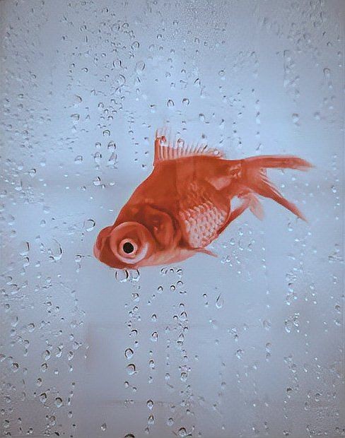 舊魚缸送人的正確方法，舊魚缸贈予他人前的