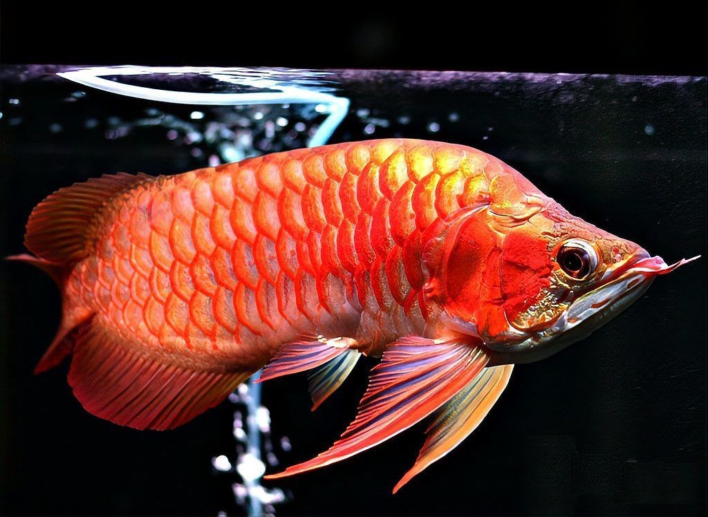 極品血紅龍魚多少錢一條，極品血紅龍魚價(jià)格大揭秘，一條究竟值多少？