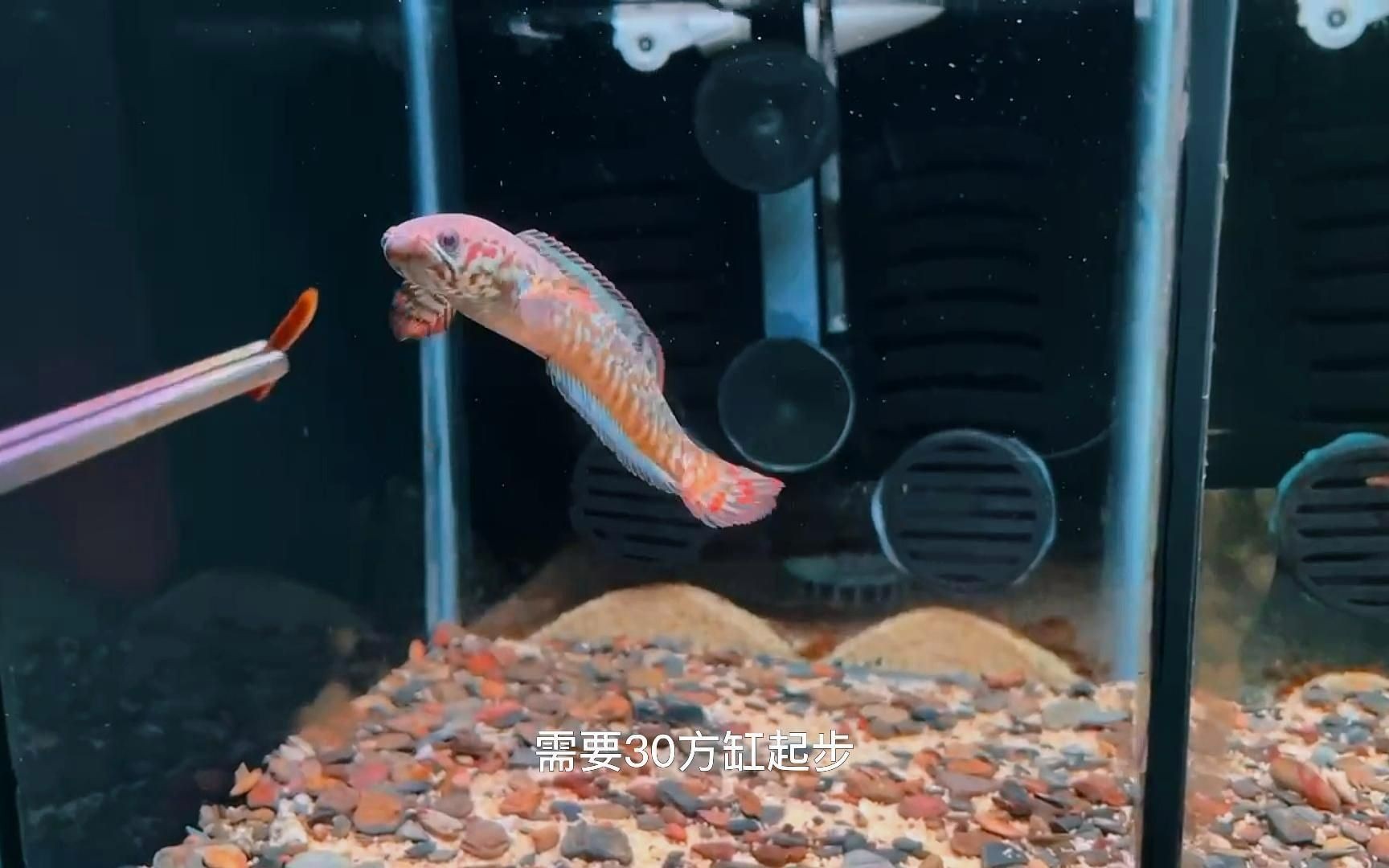 七彩雷龍魚好養嗎，七彩雷龍魚養護指南，新手適養性與飼養要點詳解