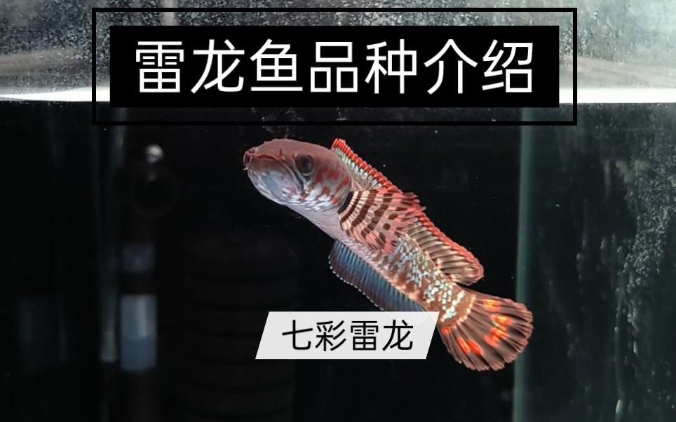七彩雷龍魚好養嗎，七彩雷龍魚養護指南，新手適養性與飼養要點詳解