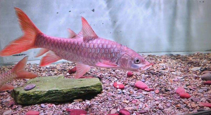 吉羅魚混養最佳6種魚，吉羅魚理想混養組合，最適合與之共處的6種