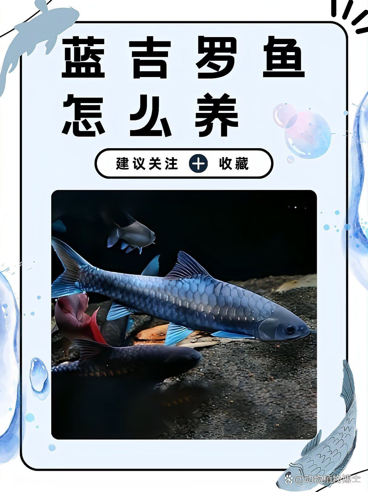 吉羅魚混養最佳6種魚，吉羅魚理想混養組合，最適合與之共處的6種