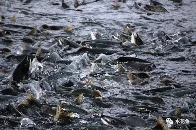 吉羅魚混養最佳6種魚，吉羅魚理想混養組合，最適合與之共處的6種