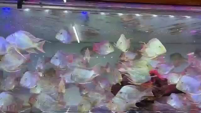 進口元寶鳳凰魚和國產元寶鳳凰魚的區別，深度解析，進口與國產元寶鳳凰