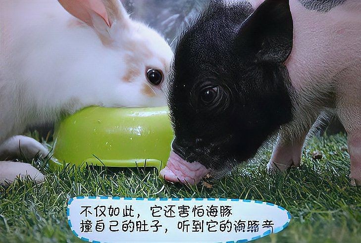 海豚打得過鯊魚嗎，海豚與鯊魚的生死對(duì)決，誰才是海洋