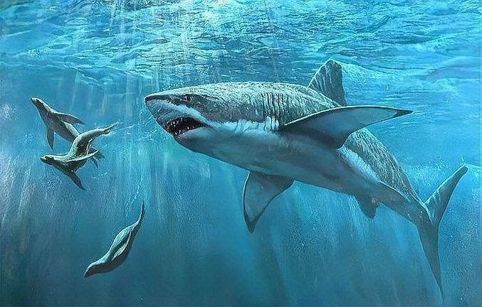 海豚打得過鯊魚嗎，海豚與鯊魚的生死對(duì)決，誰才是海洋