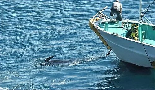 海豚打得過鯊魚嗎，海豚與鯊魚的生死對(duì)決，誰才是海洋
