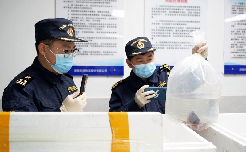國外的觀賞魚怎么進口到國內，如何將國外觀賞魚合法進口至