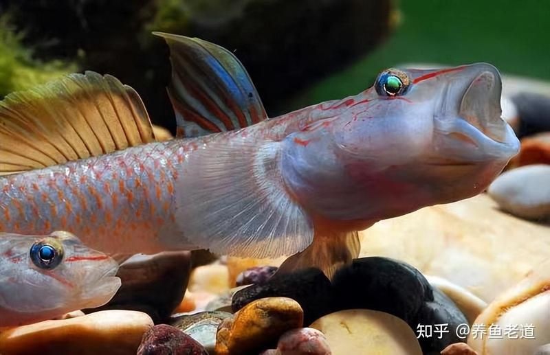 曼龍魚為什么不建議養，揭秘曼龍魚飼養隱患，為何資深