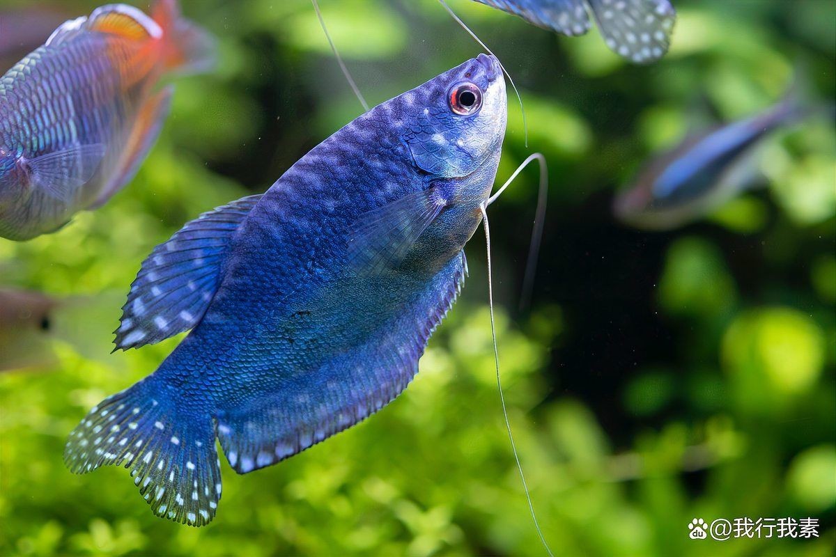曼龍魚為什么不建議養，揭秘曼龍魚飼養隱患，為何資深