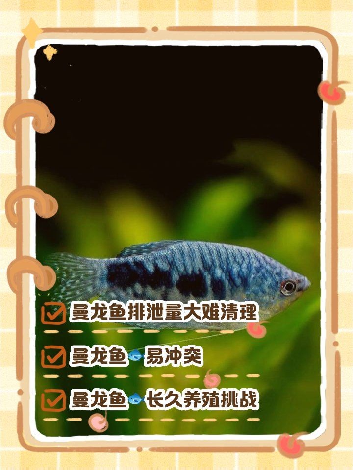 曼龍魚為什么不建議養，揭秘曼龍魚飼養隱患，為何資深