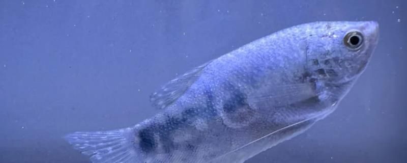 曼龍魚為什么不建議養，揭秘曼龍魚飼養隱患，為何資深
