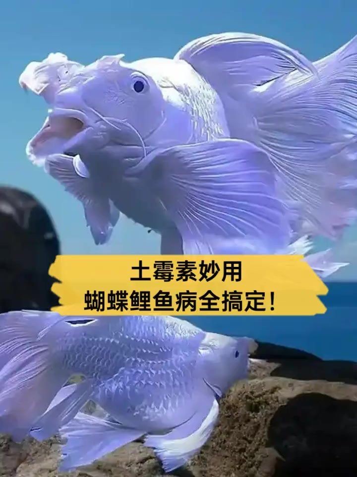 龍魚使用抗菌藥需要從以下幾個方面進行，判斷龍魚是否使用抗菌藥需要從以下幾個方面進行判斷
