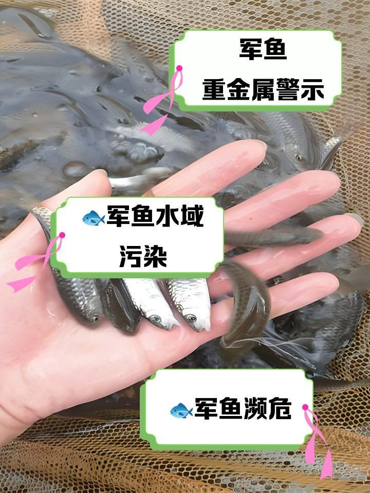 軍魚為何不能隨便吃，揭秘軍魚背后的食用禁忌，為何不能