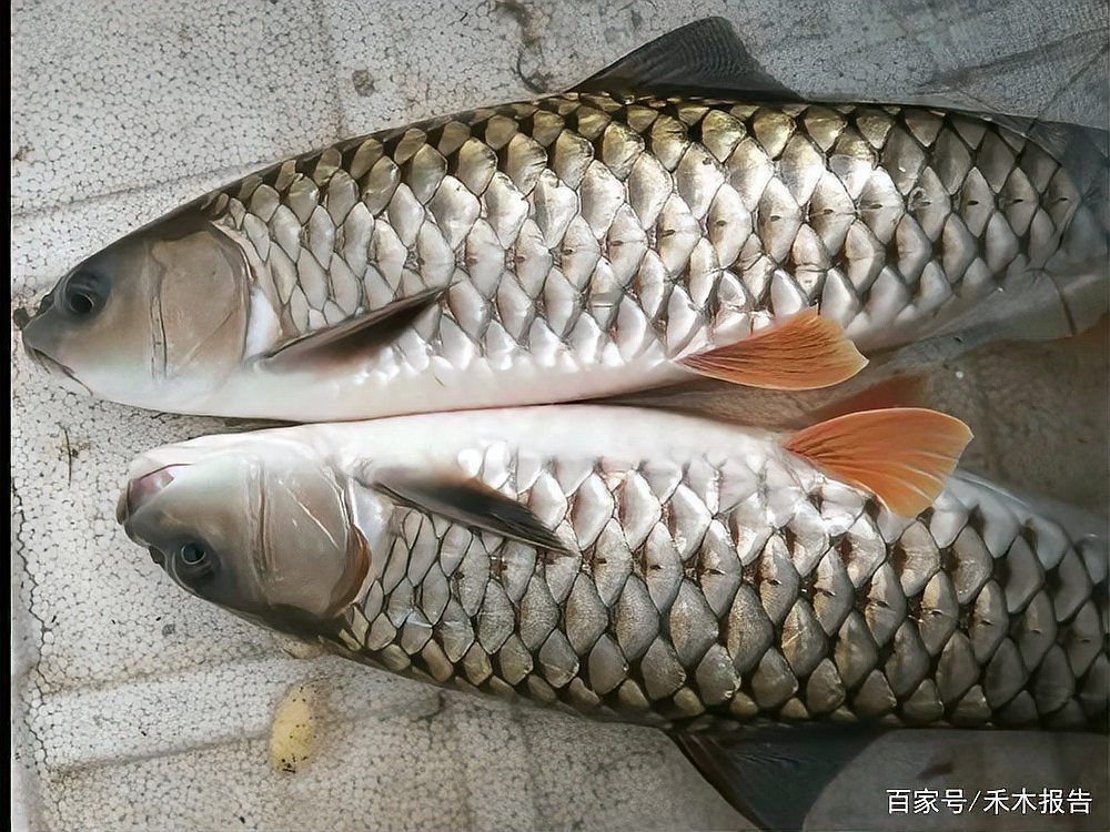 軍魚為何不能隨便吃，揭秘軍魚背后的食用禁忌，為何不能