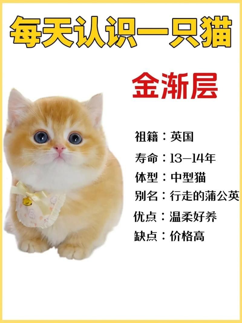 金絲貓長什么樣子，揭秘金絲貓獨特外形，從毛發到五官的萌態