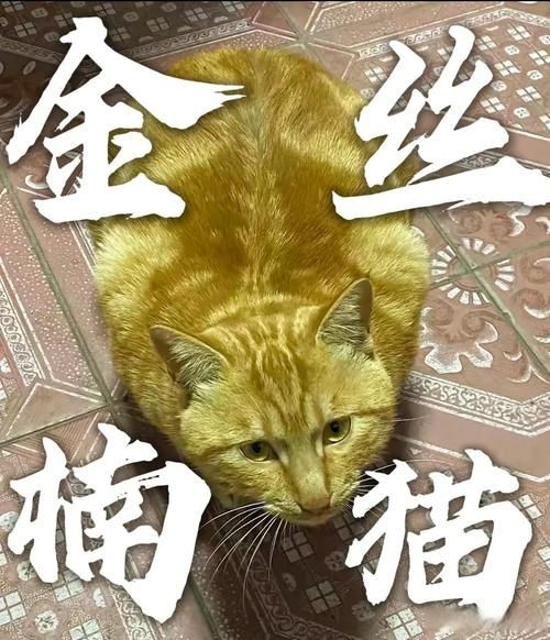 金絲貓長什么樣子，揭秘金絲貓獨特外形，從毛發到五官的萌態
