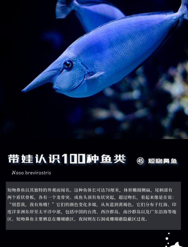海魚鼻子長長的魚叫什么魚，揭秘長鼻特征！這種海洋魚類竟被稱為象鼻