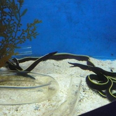 海魚鼻子長長的魚叫什么魚，揭秘長鼻特征！這種海洋魚類竟被稱為象鼻