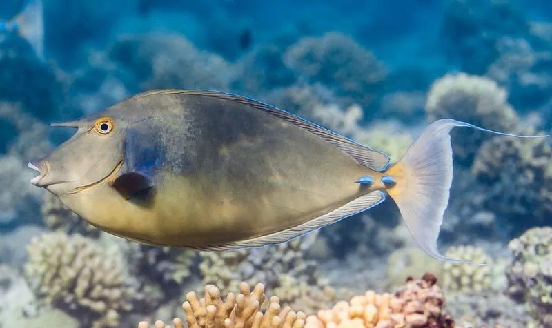 海魚鼻子長長的魚叫什么魚，揭秘長鼻特征！這種海洋魚類竟被稱為象鼻