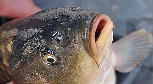 海魚鼻子長長的魚叫什么魚，揭秘長鼻特征！這種海洋魚類竟被稱為象鼻