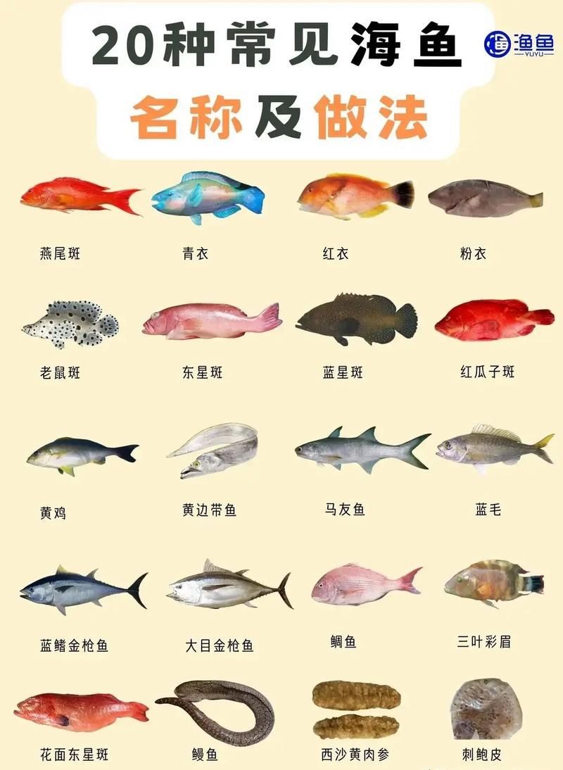 海魚品種圖片，高清海魚品種大全，珍稀海洋魚類