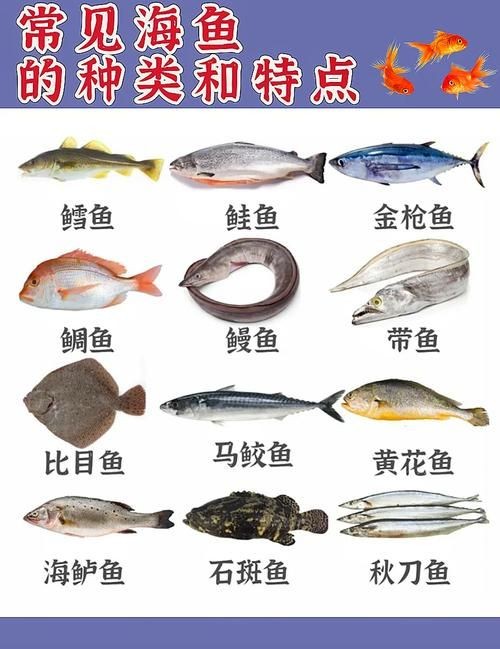 海魚品種圖片，高清海魚品種大全，珍稀海洋魚類