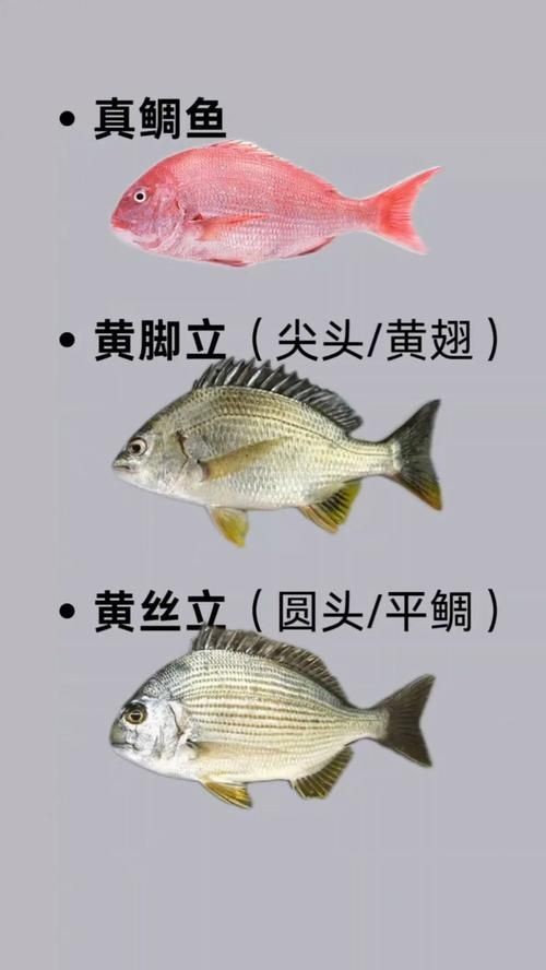海魚品種圖片，高清海魚品種大全，珍稀海洋魚類