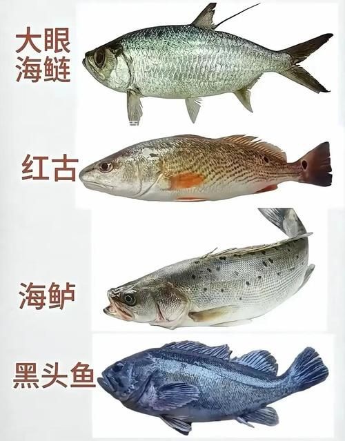 海魚品種圖片，高清海魚品種大全，珍稀海洋魚類