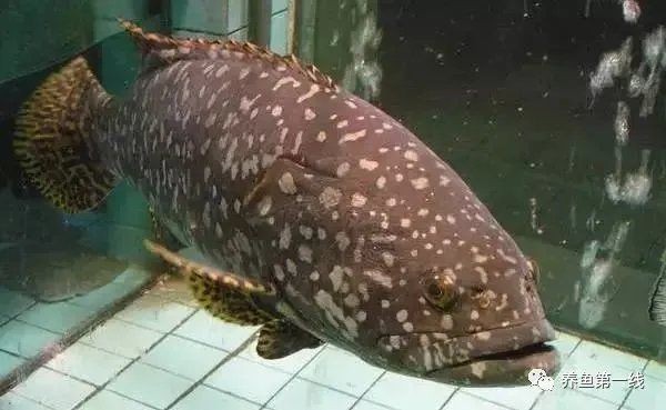 海魚品種圖片，高清海魚品種大全，珍稀海洋魚類