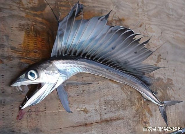 巨爆牙魚多少錢一條啊，巨爆牙魚一條多少錢？當前市場行情價全解析