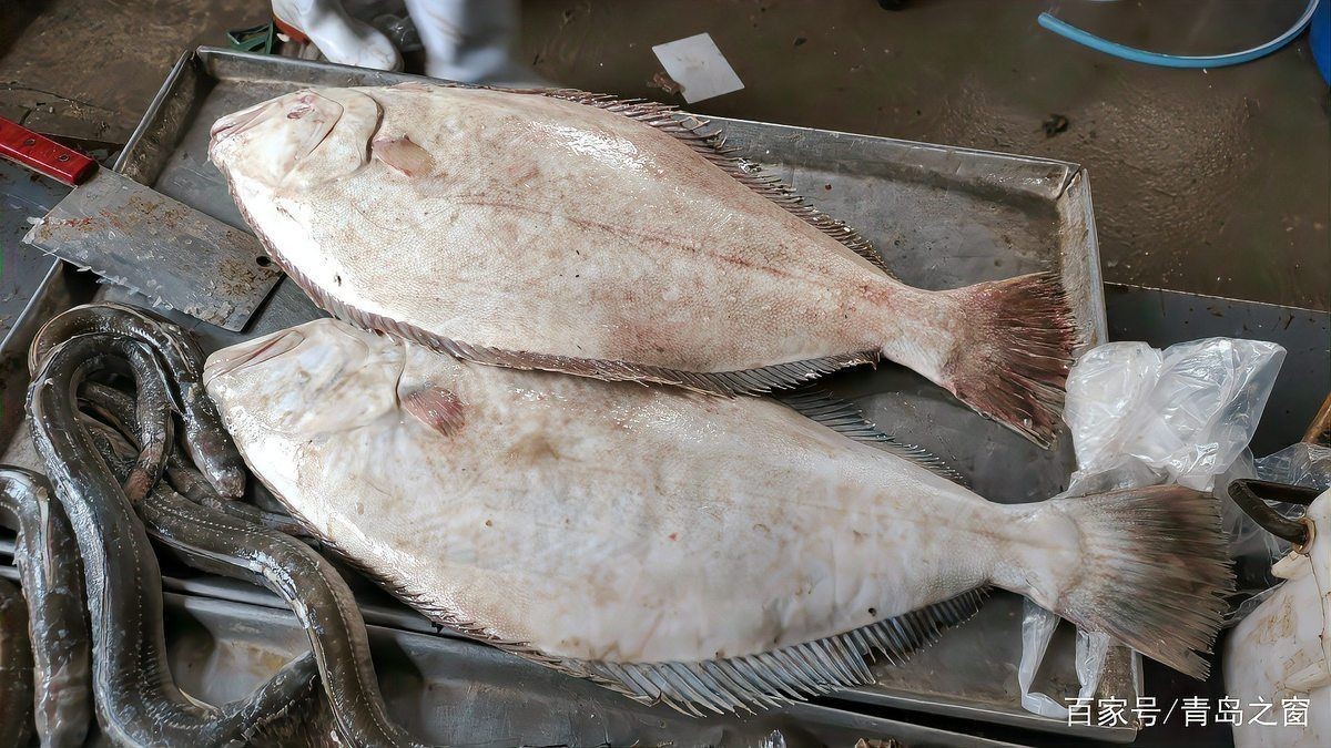 巨爆牙魚多少錢一條啊，巨爆牙魚一條多少錢？當前市場行情價全解析