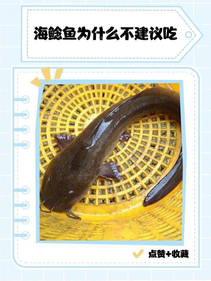 海鯰魚可以吃嗎，海鯰魚究竟能不能吃？一文解答你的飲食疑惑