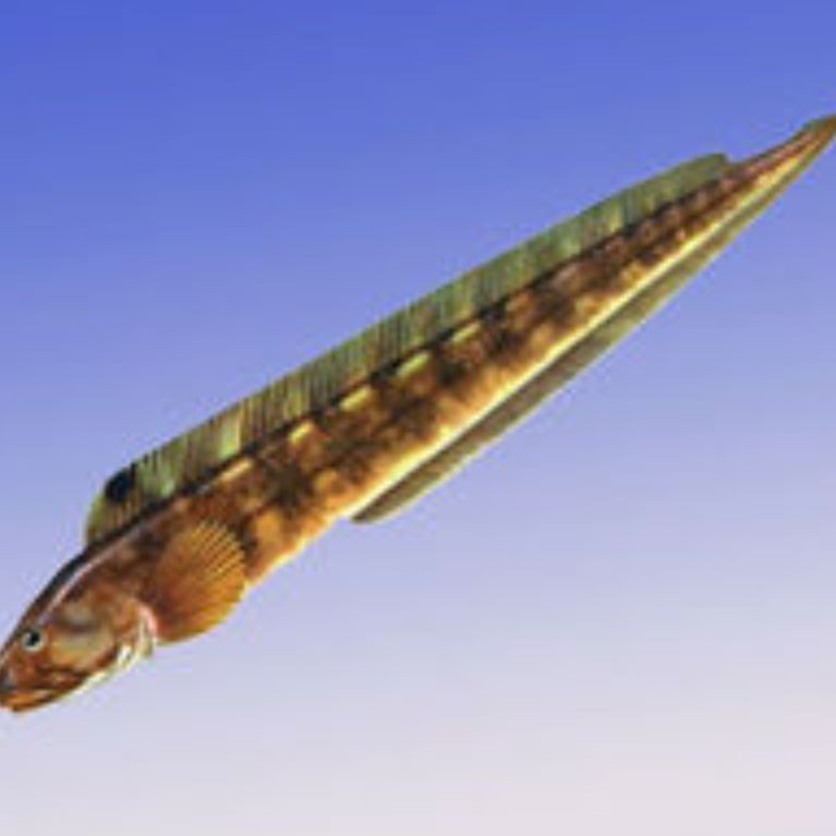 海鯰魚可以吃嗎，海鯰魚究竟能不能吃？一文解答你的飲食疑惑