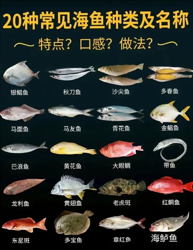 海魚類圖片，高清海洋魚類圖片大全，探索多彩水下世界的