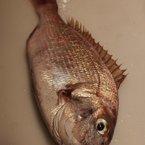 海魚類圖片，高清海洋魚類圖片大全，探索多彩水下世界的