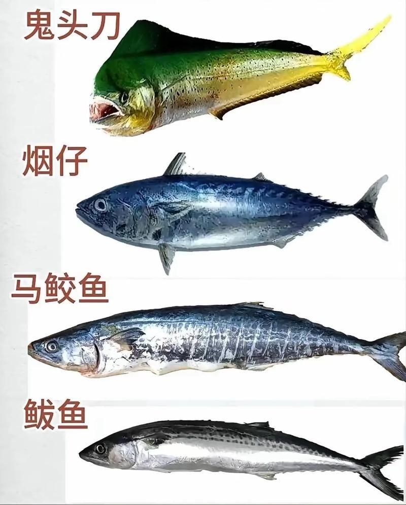 海魚類圖片，高清海洋魚類圖片大全，探索多彩水下世界的