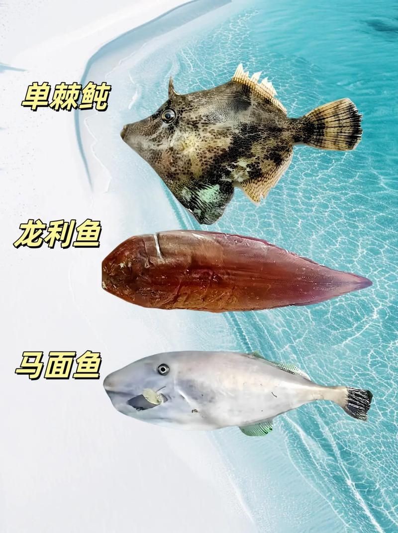 海魚類圖片，高清海洋魚類圖片大全，探索多彩水下世界的