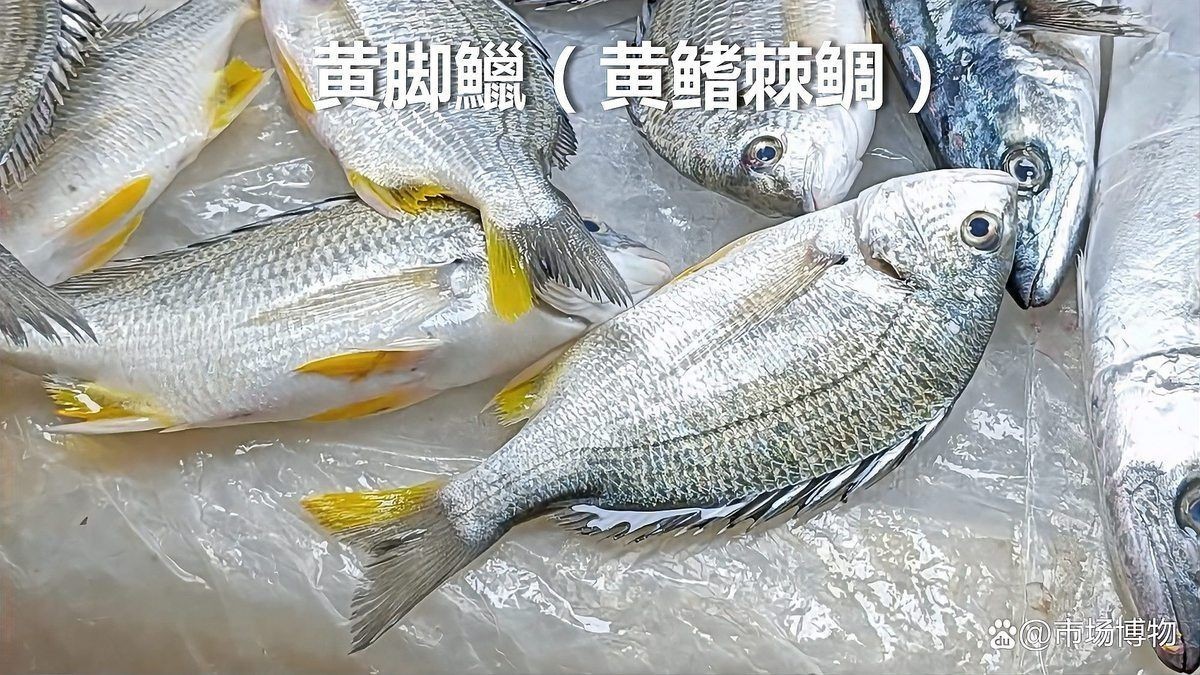 海魚類圖片，高清海洋魚類圖片大全，探索多彩水下世界的