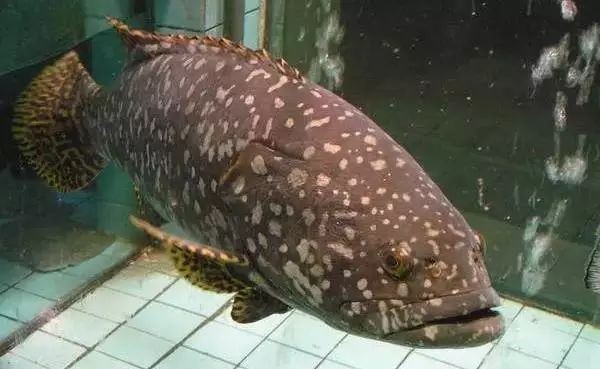 海魚類圖片，高清海洋魚類圖片大全，探索多彩水下世界的
