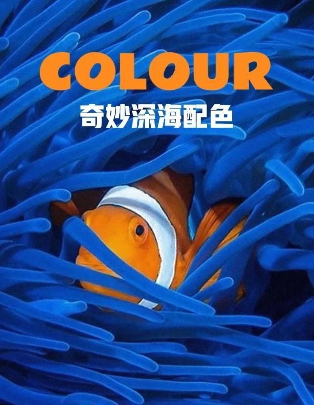 海魚類圖片，高清海洋魚類圖片大全，探索多彩水下世界的