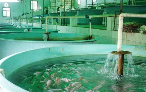 海象魚，探秘海洋奇觀，海象魚的奇妙生態(tài)與生存