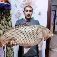 海象魚，探秘海洋奇觀，海象魚的奇妙生態(tài)與生存