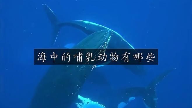 海洋的哺乳動物有哪些，揭秘海洋哺乳家族，從鯨豚到海豹的生存密碼