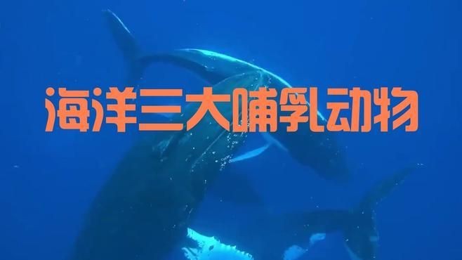 海洋的哺乳動物有哪些，揭秘海洋哺乳家族，從鯨豚到海豹的生存密碼