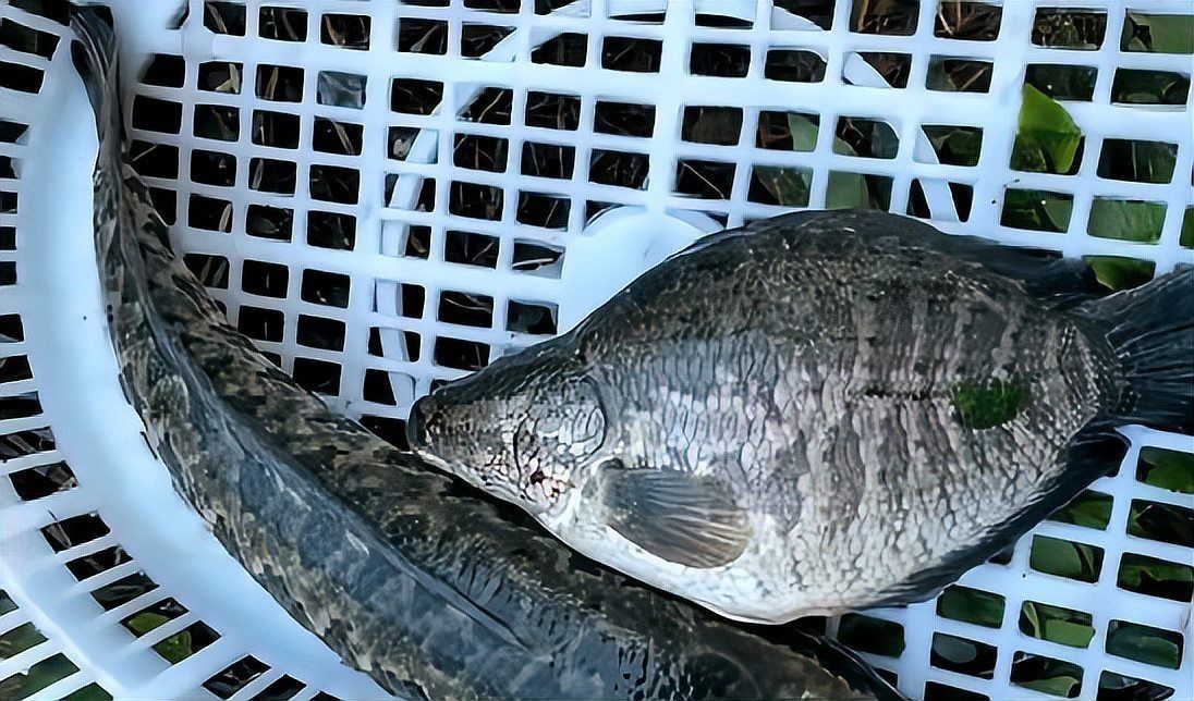 廣東的豬鼻子魚是什么魚，探秘廣東特產，豬鼻子魚的真實學名