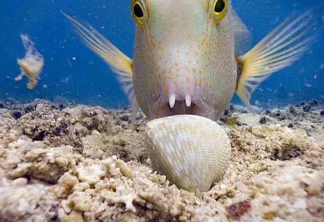 廣東的豬鼻子魚是什么魚，探秘廣東特產，豬鼻子魚的真實學名