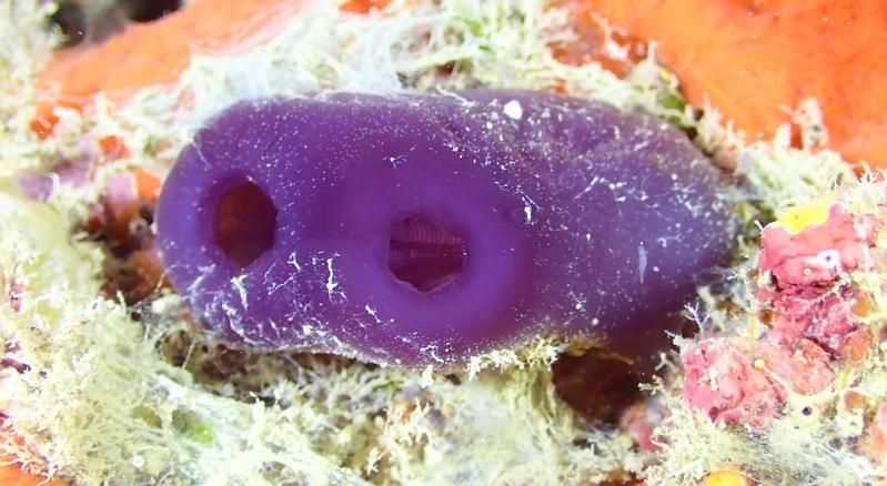 廣東的豬鼻子魚是什么魚，探秘廣東特產，豬鼻子魚的真實學名