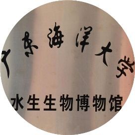 廣東的豬鼻子魚是什么魚，探秘廣東特產，豬鼻子魚的真實學名