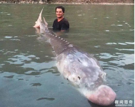 廣東的豬鼻子魚是什么魚，探秘廣東特產，豬鼻子魚的真實學名